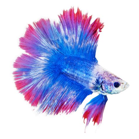 beta fish petco